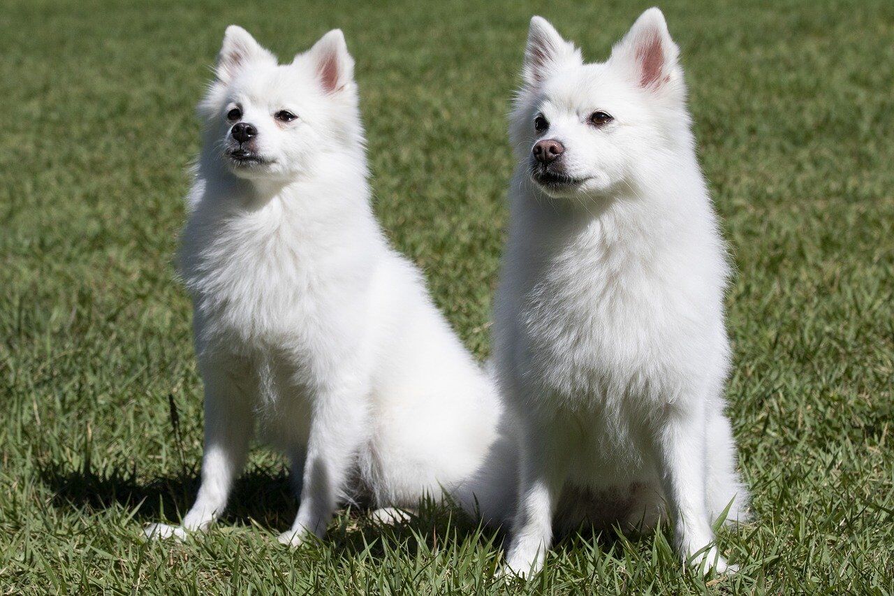 Pixabay, 2 dogs sitting